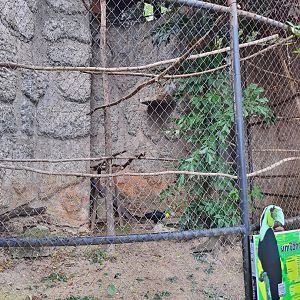 Wreathed Hornbill Exhibit