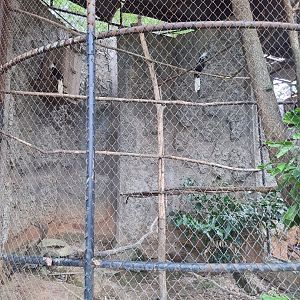 White Crowned Hornbill Exhibit