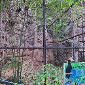 Malayan Rhinoceros Hornbill Exhibit