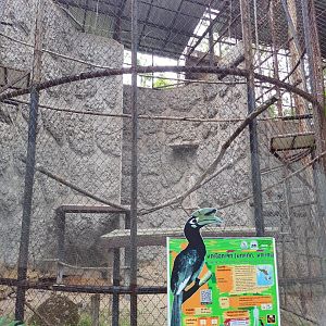 Oriental Pied Hornbill Exhibit