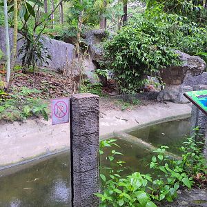 Enclosure for Cuvier's Dwarf Caiman