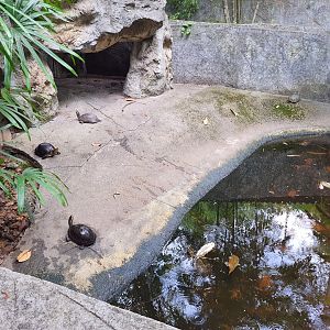 Enclosure for Asian Box Turtle