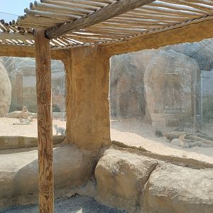 Midbarium - Banded Mongoose