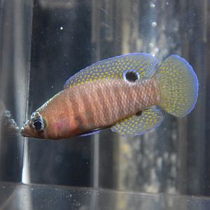 Maori basslet (Lipogramma schrieri)