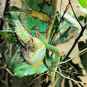 Veiled Chameleon