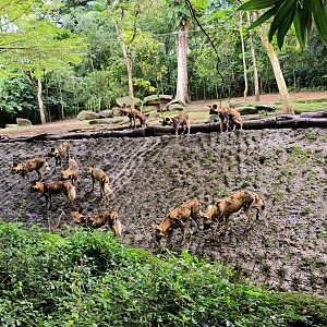 African Painted Dogs