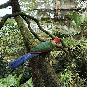 Red-Crested Turaco