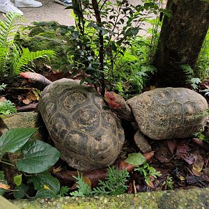Red-Footed Tortoise