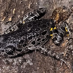 Tiger-legged running frog - Phlyctimantis maculatus