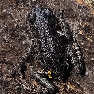 Tiger-legged running frog - Phlyctimantis maculatus