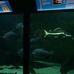 Aquarium building: Amazon tank