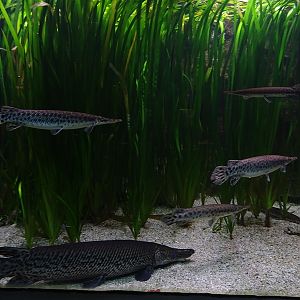 Aquarium building: Spotted and alligator gars