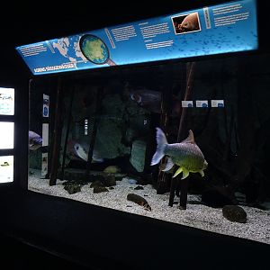 Aquarium building: Asian freshwater tank