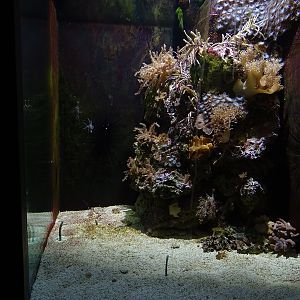 Aquarium building; garden eels and cardinalfishes