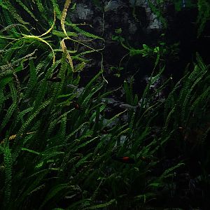 Aquarium building: 2nd cichlid tank