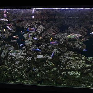 Aquarium building: 1st cichlid tank