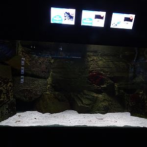 Aquarium building: Horseshoe crabs