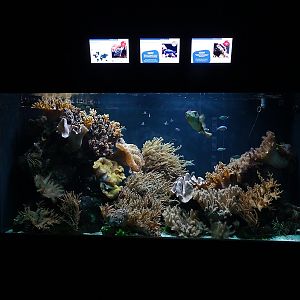 Aquarium building: porcupinefish / filefish