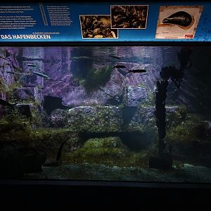 Aquarium building: dwarf mullet tank