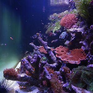 Aquarium building: clownfish and Valentini puffer tank
