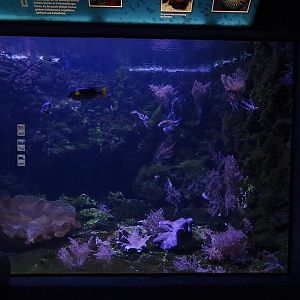 Aquarium building: Lionfish / epaulet shark tank