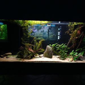 Aquarium building: Lake Patzcuaro salamander tank