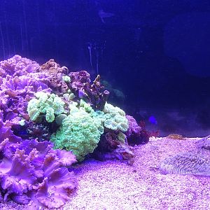 Aquarium building: living coral tank