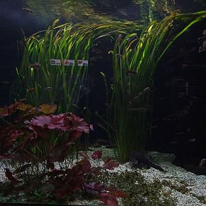 Aquarium building: tank for giant freshwater puffer and others