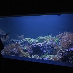 Aquarium building: large coral reef tank with shark
