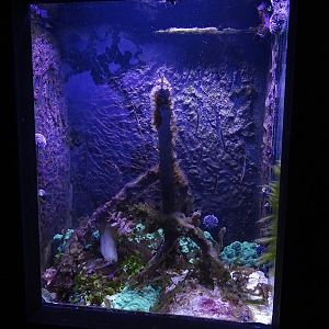 Aquarium building: razorfish tank