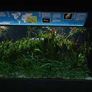 Aquarium building: tank for  various tetras