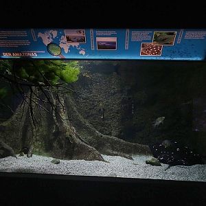 Aquarium building: freshwater stingray tank