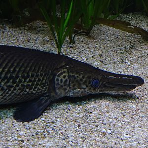 Alligator gar (Atractosteus spatula)