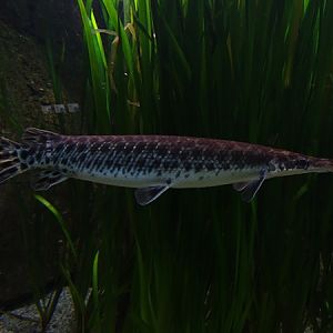 Spotted gar (Lepisosteus oculatus)