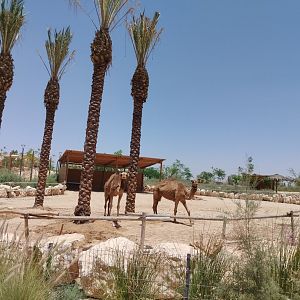 Midbarium - Dromadery Camel