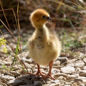Southern / Crested Screamer chick, WWT Slimbridge, UK