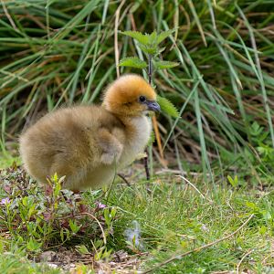 Southern / Crested Screamer chick, WWT Slimbridge, UK