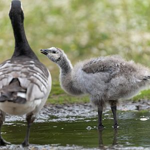 Barnacle goose, gosling, wild, UK