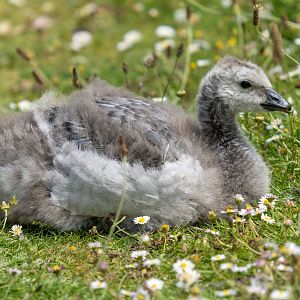 Barnacle goose, gosling, wild, UK