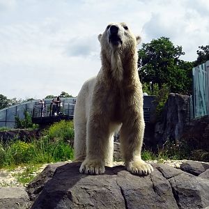Polar Bear