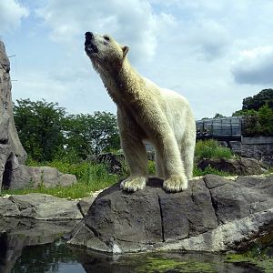 Polar Bear