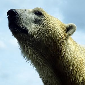Polar Bear