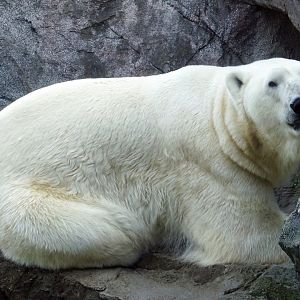 Polar Bear