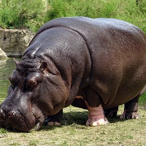 Common Hippopotamus