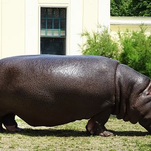 Common Hippopotamus