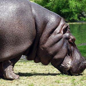 Common Hippopotamus