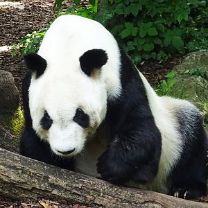 Giant Panda