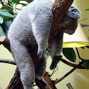 Koala