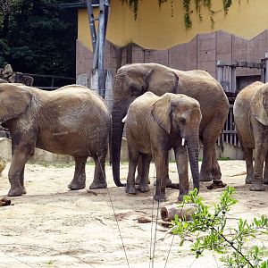 African Elephants