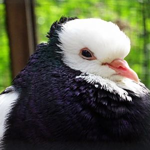 Austrian Domestic Pigeon